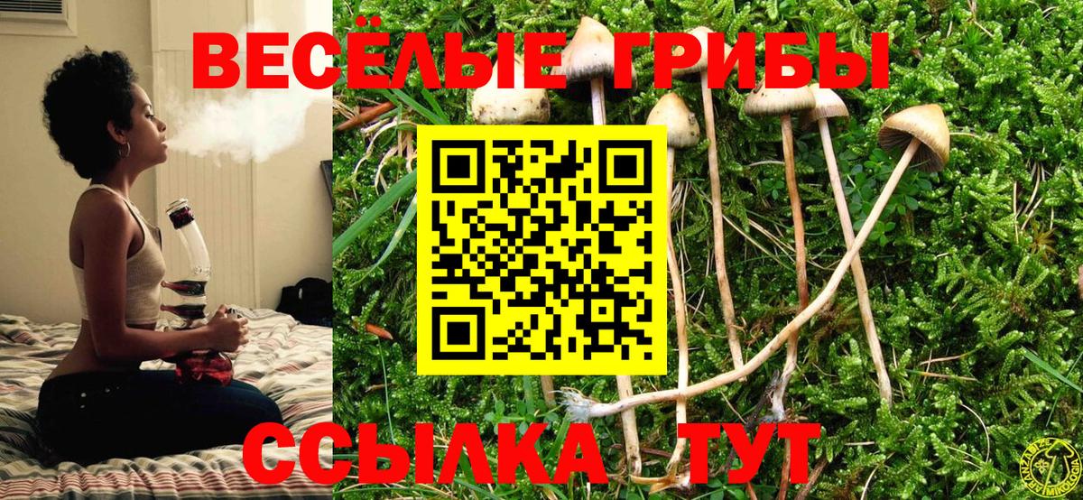 Псилоцибиновые грибы Psilocybine cubensis Чусовой